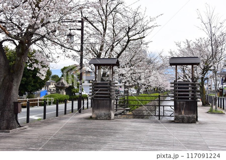 笛吹市 石和温泉さくら温泉通りの満開桜 笛吹市 石和温泉さくら温泉通りの満開桜 117091224