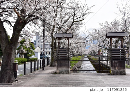 笛吹市 石和温泉さくら温泉通りの満開桜 笛吹市 石和温泉さくら温泉通りの満開桜 117091226