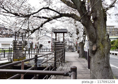 笛吹市　石和温泉さくら温泉通りの満開桜 117091228