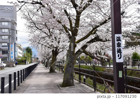笛吹市　石和温泉さくら温泉通りの満開桜 117091230