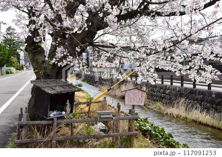 笛吹市 石和温泉の満開いで湯桜 笛吹市 石和温泉の満開いで湯桜 117091253
