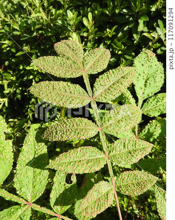 ヌルデの葉に発生したイボ状の虫えい 117091294