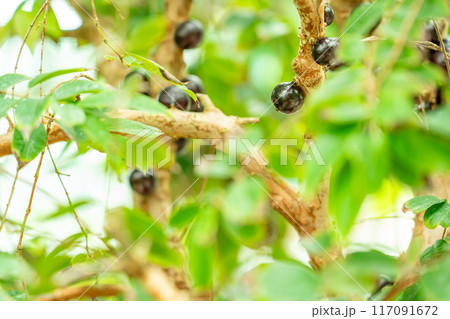 滋賀県草津市 水生植物公園みずの森の温室ロータス館で実るジャボチカバの実 滋賀県草津市 水生植物公園みずの森の温室ロータス館で実るジャボチカバの実 117091672