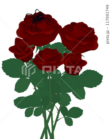 Red roses bouquet with black widow spider on rose petals illustration Red roses bouquet with black widow spider on rose petals illustration 117091749