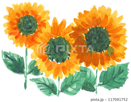 水彩で描いたヒマワリ24804pix7 水彩で描いたヒマワリ24804pix7 117091752