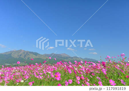 絶景　阿蘇五岳を背景に映えるコスモス畑　パノラマ風景「南阿蘇　道の駅あそ望の郷くぎの」 117091819