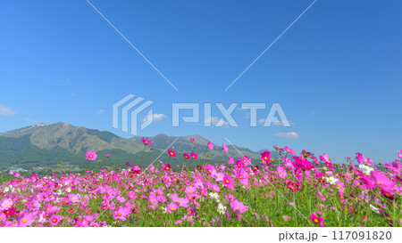 絶景　阿蘇五岳を背景に映えるコスモス畑　パノラマ風景「南阿蘇　道の駅あそ望の郷くぎの」 117091820