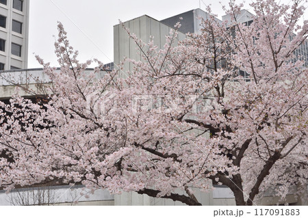 大阪駅前ビルの桜 大阪駅前ビルの桜 117091883