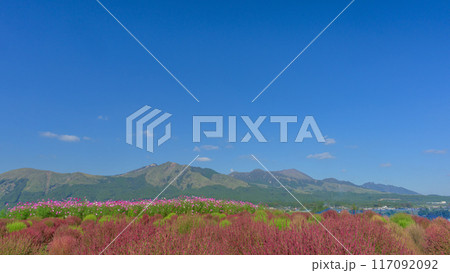 阿蘇山(阿蘇五岳)を背景にホウキギの花「南阿蘇　道の駅あそ望の郷くぎの」 117092092