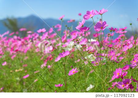 秋晴れの阿蘇山(阿蘇五岳)を背景にコスモス畑「南阿蘇　道の駅あそ望の郷くぎの」 117092123