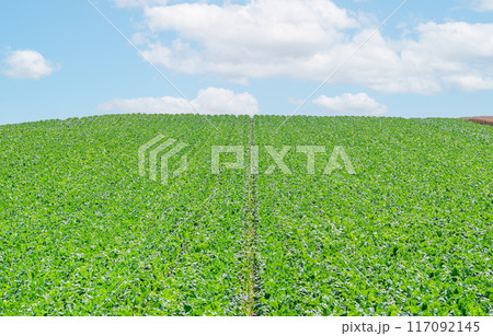 北海道美瑛町　夏の北海道　緑色に染まる北の大地（畑） 117092145