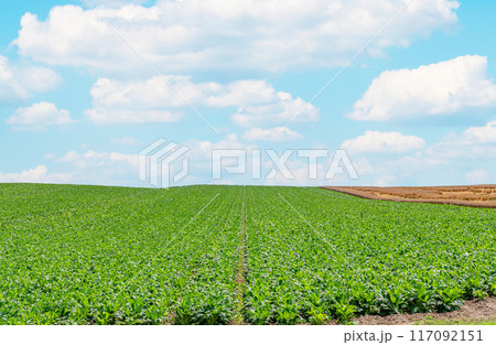 北海道美瑛町　夏の北海道　緑色に染まる北の大地（畑）と青空　（北海道イメージ） 117092151