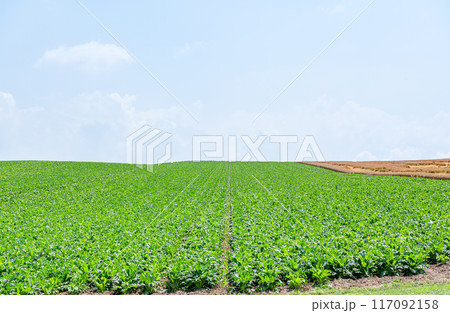 北海道美瑛町　夏の北海道　緑色に染まる北の大地（畑）と青空　（北海道イメージ） 117092158