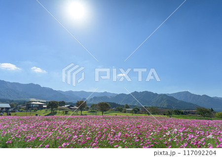 阿蘇の山並みと道の駅を背景にコスモス畑風景「南阿蘇　道の駅あそ望の郷くぎの」 117092204