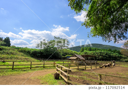 秋晴れを背景に牧場風景　ヤギと羊　広場風景「山田さんちの牧場 ミルクの里」阿蘇郡西原村 117092514
