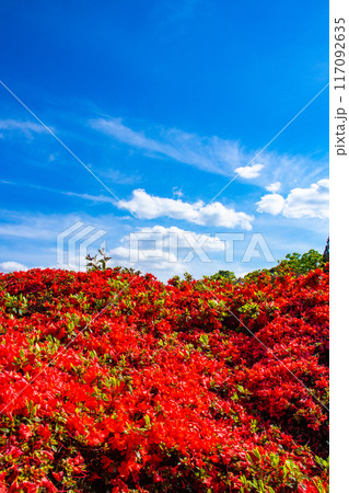 【京都風景】長岡天満宮　赤く染まる絶景のキリシマツツジ 117092635