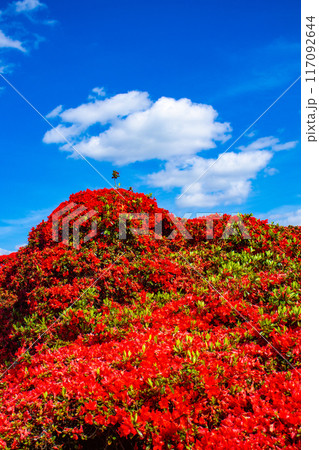 【京都風景】長岡天満宮　赤く染まる絶景のキリシマツツジ 117092644