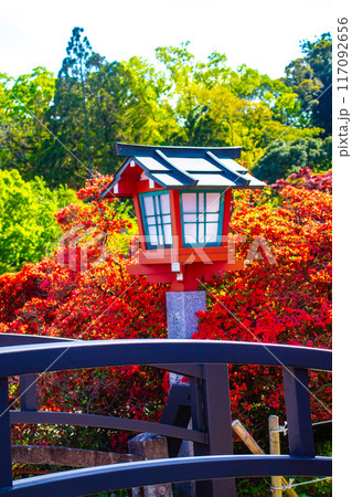 【京都風景】長岡天満宮 赤く染まる絶景のキリシマツツジ 【京都風景】長岡天満宮 赤く染まる絶景のキリシマツツジ 117092656