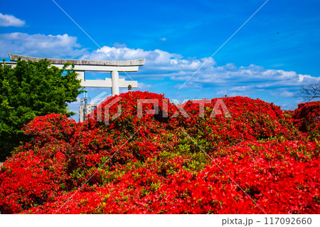 【京都風景】長岡天満宮 赤く染まる絶景のキリシマツツジ 【京都風景】長岡天満宮 赤く染まる絶景のキリシマツツジ 117092660