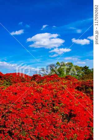 【京都風景】長岡天満宮　赤く染まる絶景のキリシマツツジ 117092662