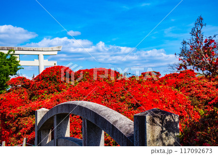 【京都風景】長岡天満宮 赤く染まる絶景のキリシマツツジ 【京都風景】長岡天満宮 赤く染まる絶景のキリシマツツジ 117092673