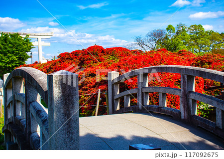 【京都風景】長岡天満宮 赤く染まる絶景のキリシマツツジ 【京都風景】長岡天満宮 赤く染まる絶景のキリシマツツジ 117092675