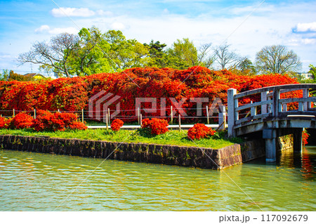 【京都風景】長岡天満宮 赤く染まる絶景のキリシマツツジ 【京都風景】長岡天満宮 赤く染まる絶景のキリシマツツジ 117092679