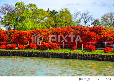 【京都風景】長岡天満宮　赤く染まる絶景のキリシマツツジ 117092683