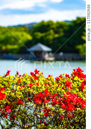 【京都風景】長岡天満宮　赤く染まる絶景のキリシマツツジ 117092686