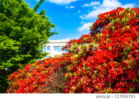 【京都風景】長岡天満宮　赤く染まる絶景のキリシマツツジ 117092701
