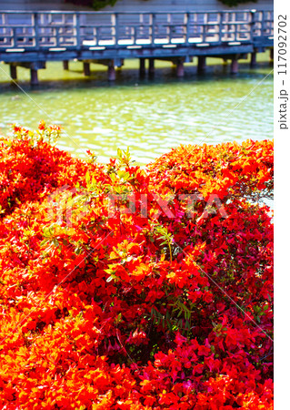 【京都風景】長岡天満宮 赤く染まる絶景のキリシマツツジ 【京都風景】長岡天満宮 赤く染まる絶景のキリシマツツジ 117092702