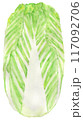 手描き 水彩 野菜 ハクサイ 白菜 117092706