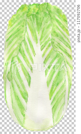 手描き 水彩 野菜 ハクサイ 白菜 117092706