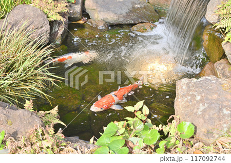 清水坂の東山庭の鯉 清水坂の東山庭の鯉 117092744