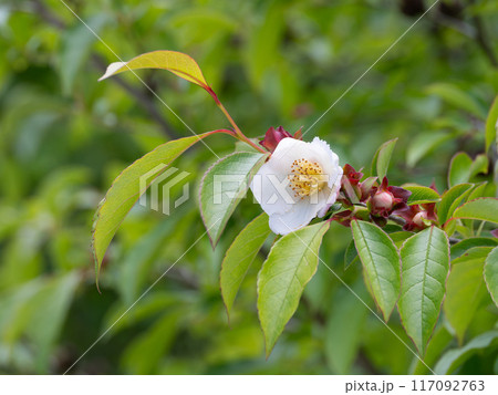 愛らしいピンクナツツバキ 117092763