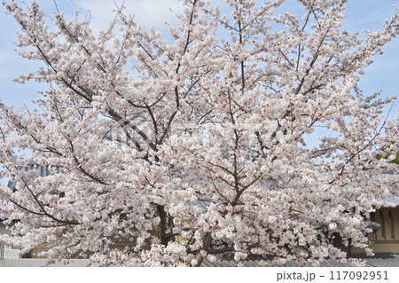 清水坂公園の桜 清水坂公園の桜 117092951
