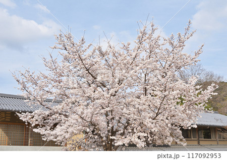清水坂公園の桜 清水坂公園の桜 117092953