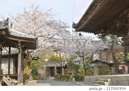 法観寺の桜 117092954