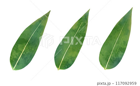 笹の水彩画風ベクターイラスト 117092959