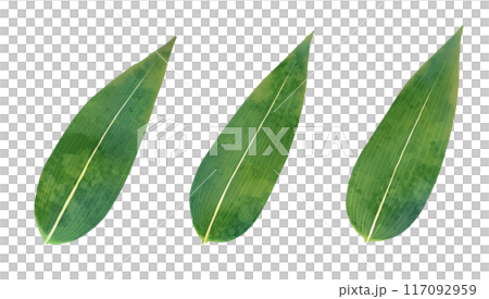 Watercolor style vector illustration of bamboo 117092959