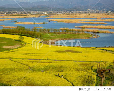菜の花咲く福島潟の風景より 菜の花咲く福島潟の風景より 117093006
