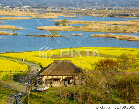 菜の花咲く福島潟の風景より 菜の花咲く福島潟の風景より 117093009