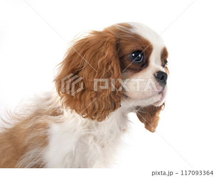 puppy cavalier king charles 117093364