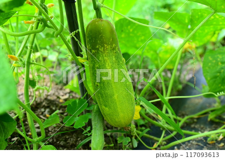 夏野菜 美味しい地きゅうり(苦みの無いタイプ) 夏野菜 美味しい地きゅうり(苦みの無いタイプ) 117093613