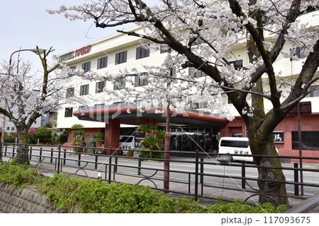 笛吹市 石和温泉さくら温泉通りの満開桜とホテル甲斐路 笛吹市 石和温泉さくら温泉通りの満開桜とホテル甲斐路 117093675