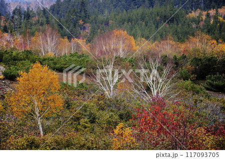 秋の望岳台 秋の望岳台 117093705
