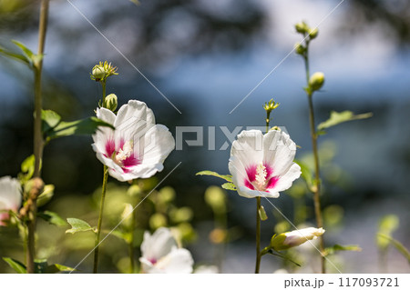 埼玉県皆野町 ムクゲ自然公園 埼玉県皆野町 ムクゲ自然公園 117093721