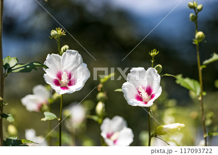 埼玉県皆野町　ムクゲ自然公園 117093722