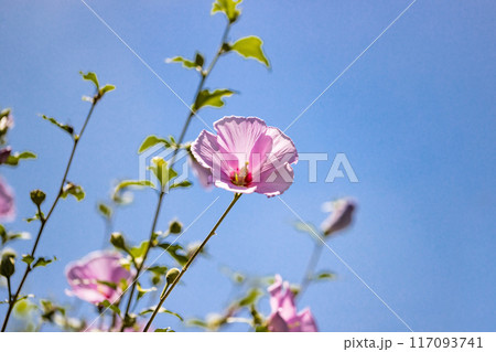 埼玉県皆野町 ムクゲ自然公園 埼玉県皆野町 ムクゲ自然公園 117093741