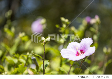 埼玉県皆野町 ムクゲ自然公園 埼玉県皆野町 ムクゲ自然公園 117093750